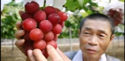 Giappone: grappoli d&#039;uva venduti all&#039;asta per 10 mila euro circa